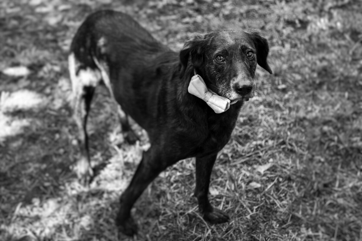 visualgal FOTOGRAFOS DE BODA EN gALICIA 9